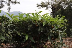 Camellia sinensis